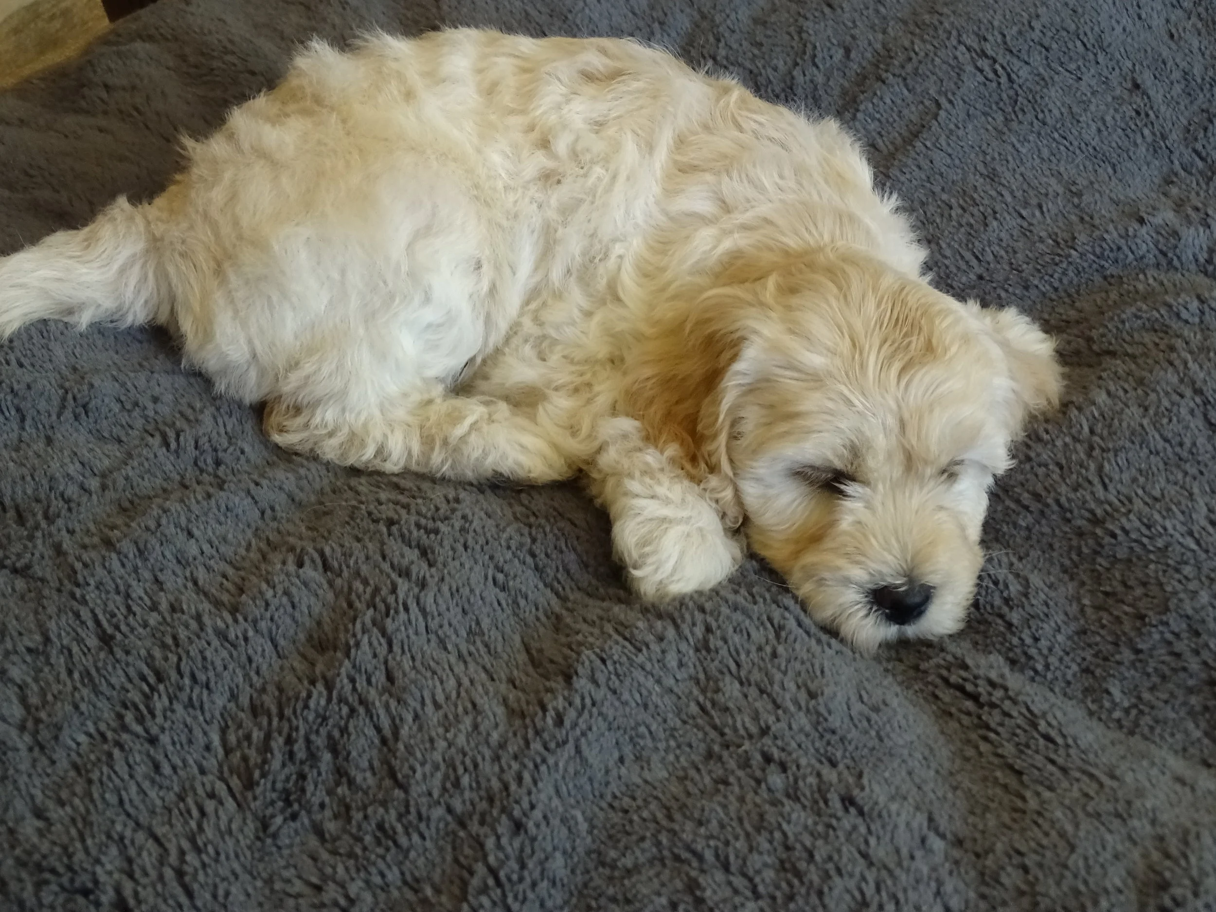 Nala