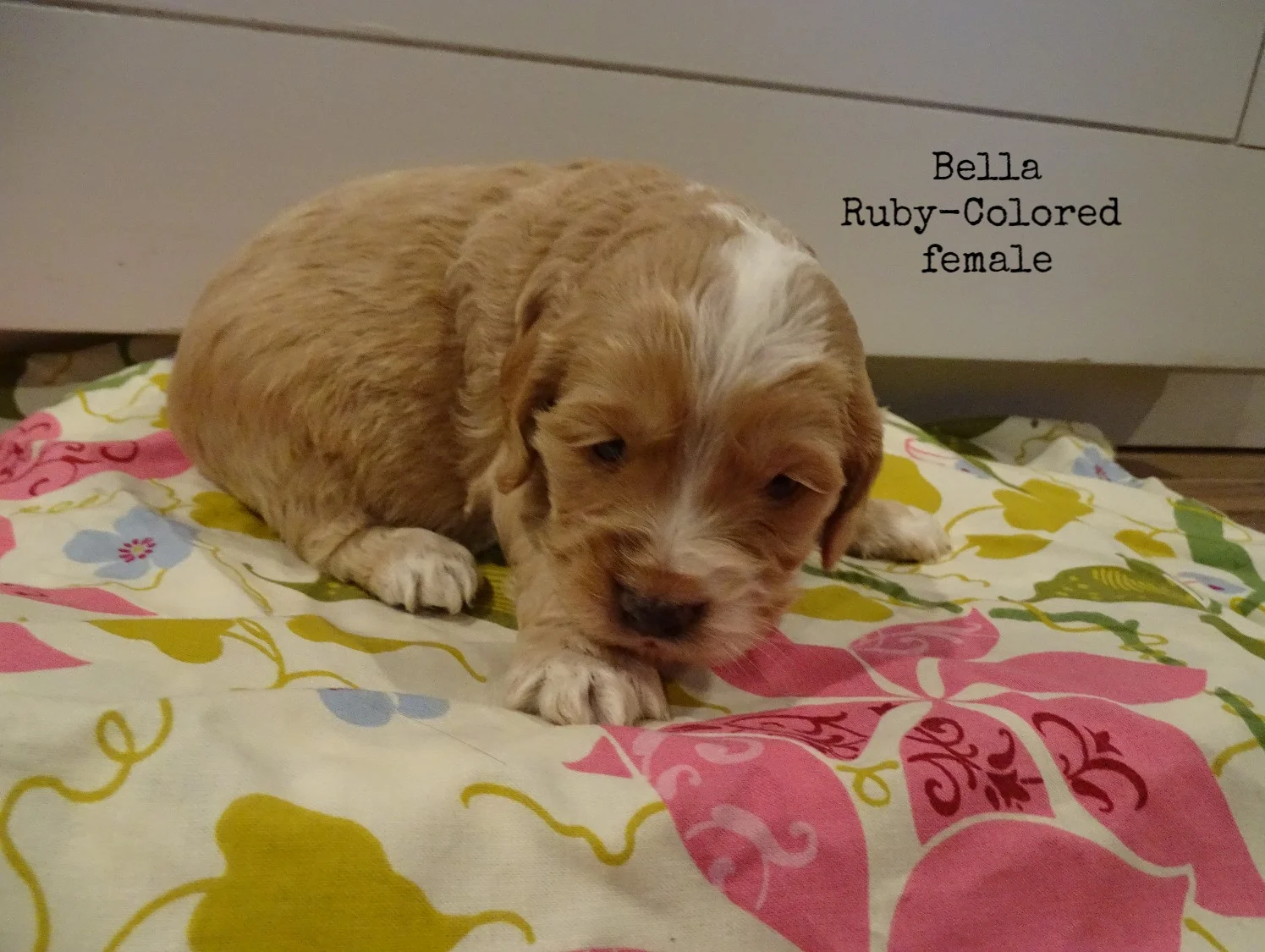 Bella_1.jpg
