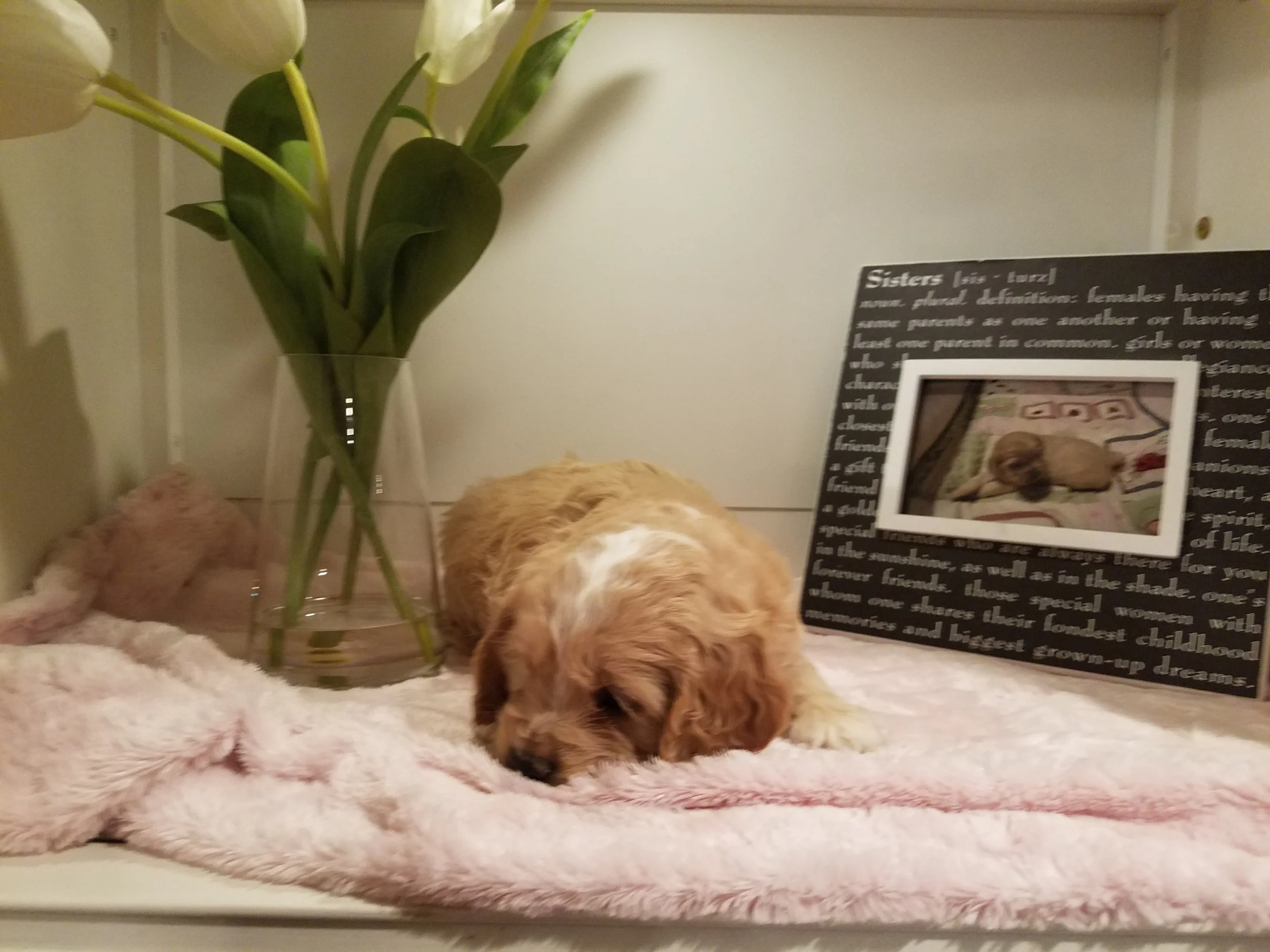 Bella 6-weeks-old!