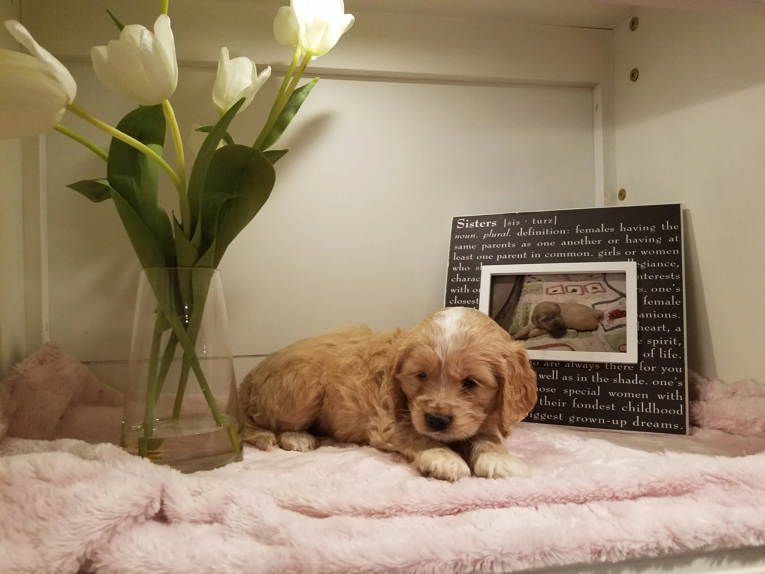 Bella 6-weeks-old!