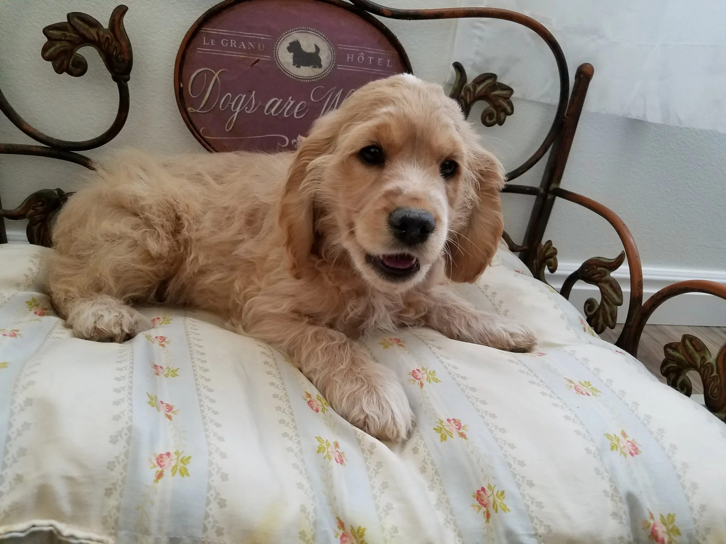 11-weeks-old
