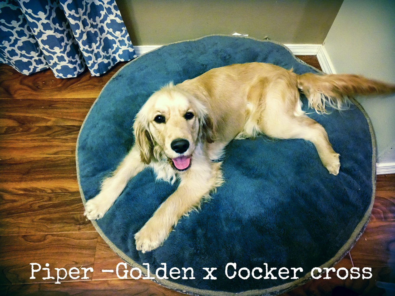 Piper-Golden x Cocker Cross.png