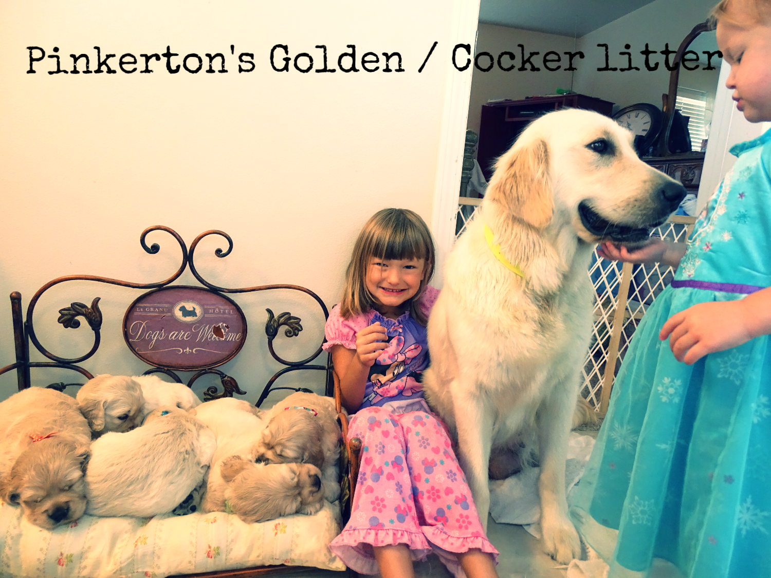 Pinkertons golden cocker litter.png