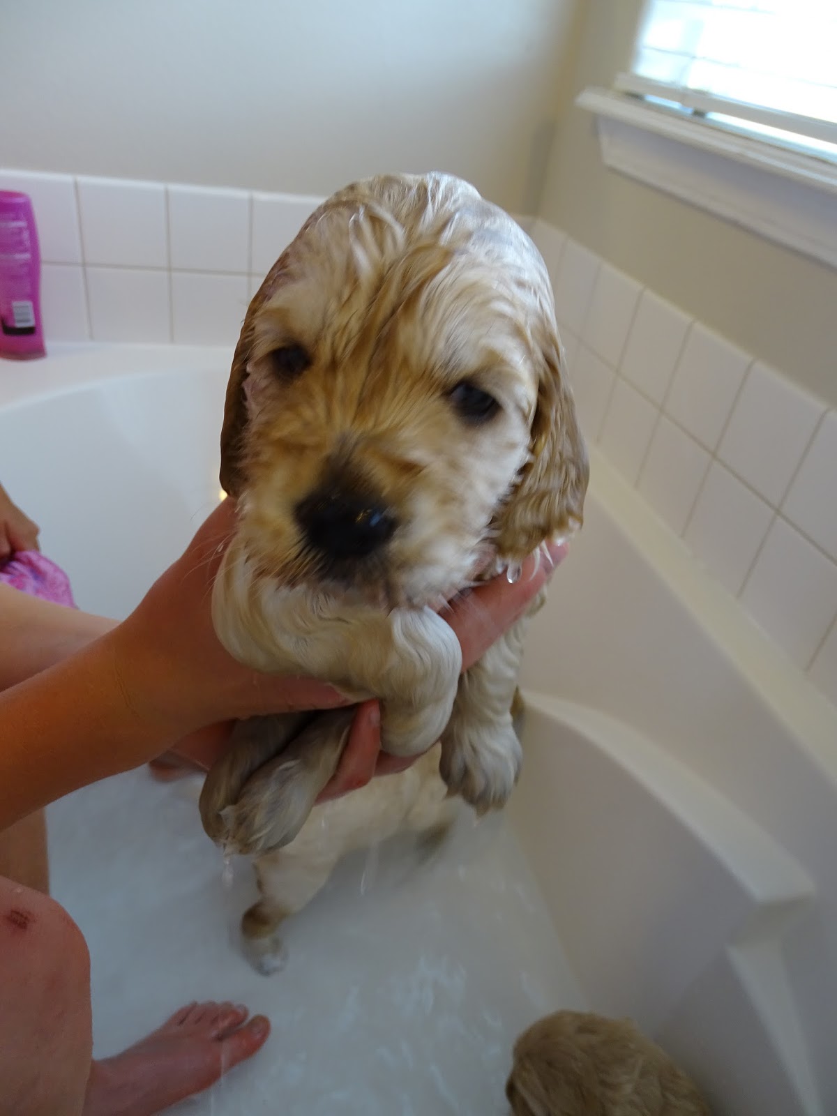 Sweetie Bell's 1st bath