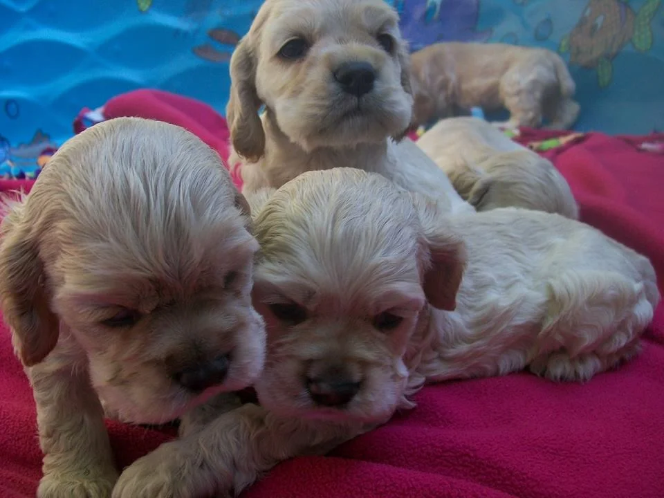 Storms_cocker_puppies.jpg