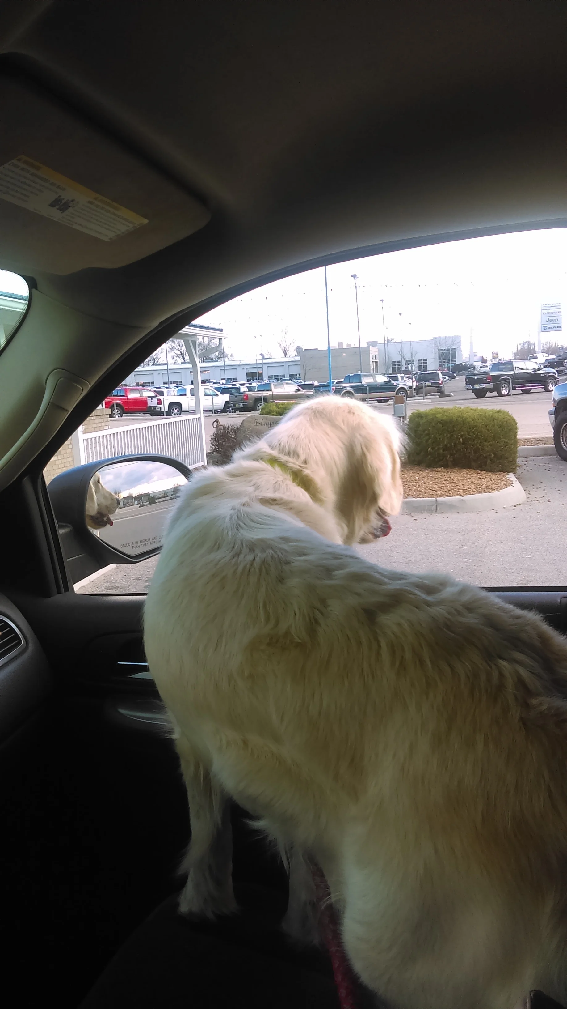 Pinkerton_ride_to_vet_nursery_puppies.jpg