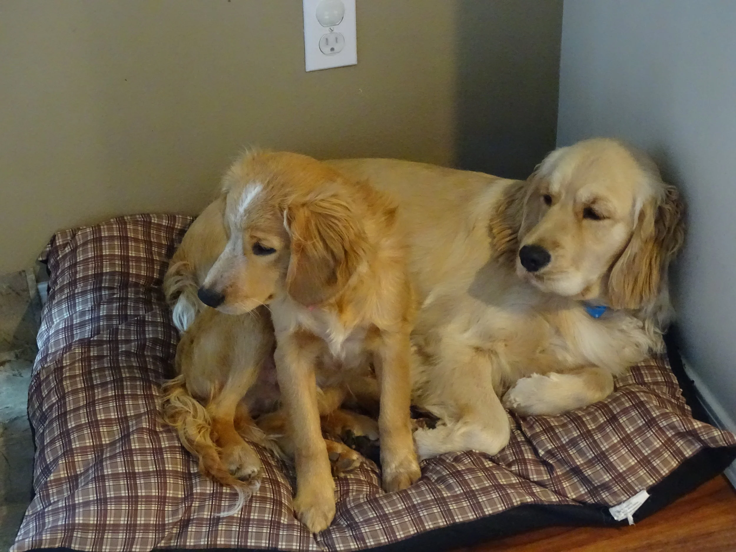 king charles spaniel and golden retriever mix
