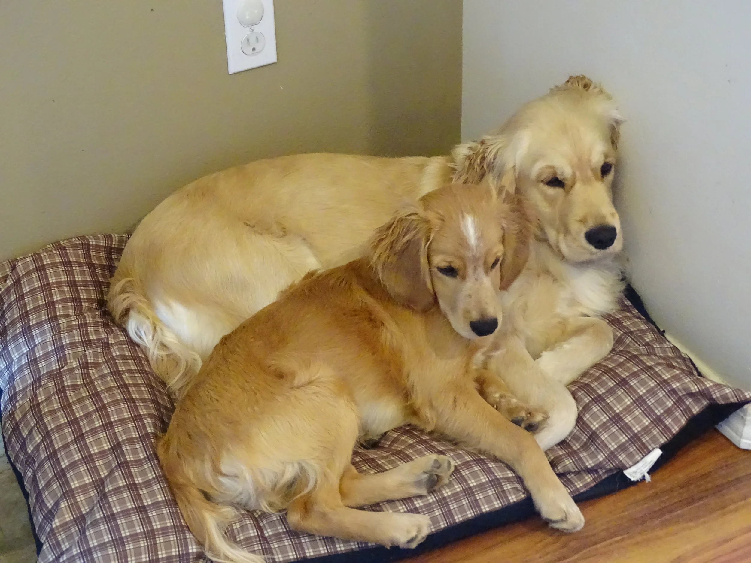 golden retriever and cavalier king charles spaniel