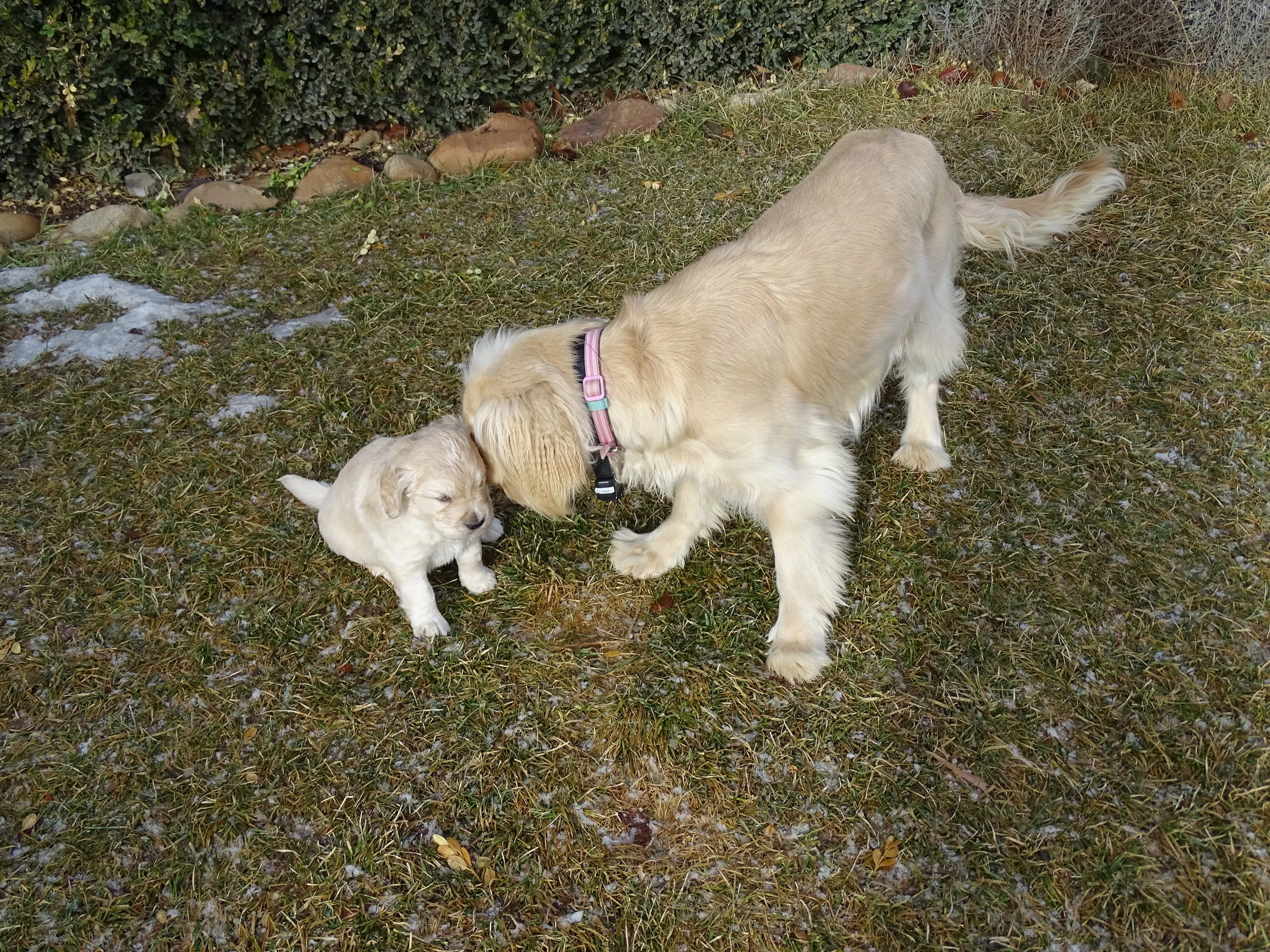 Star and Dusty