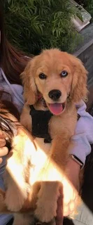 Bella (Cora), 6 Months