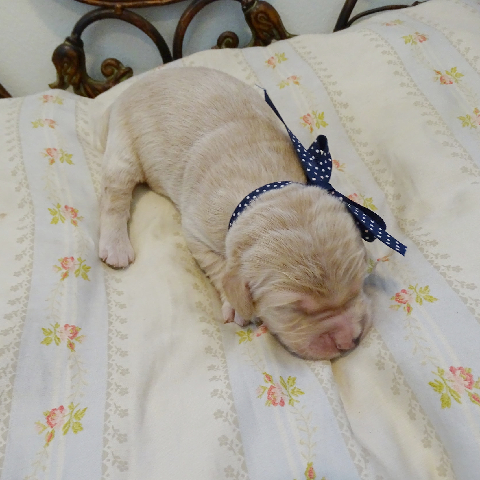 1 Week Old