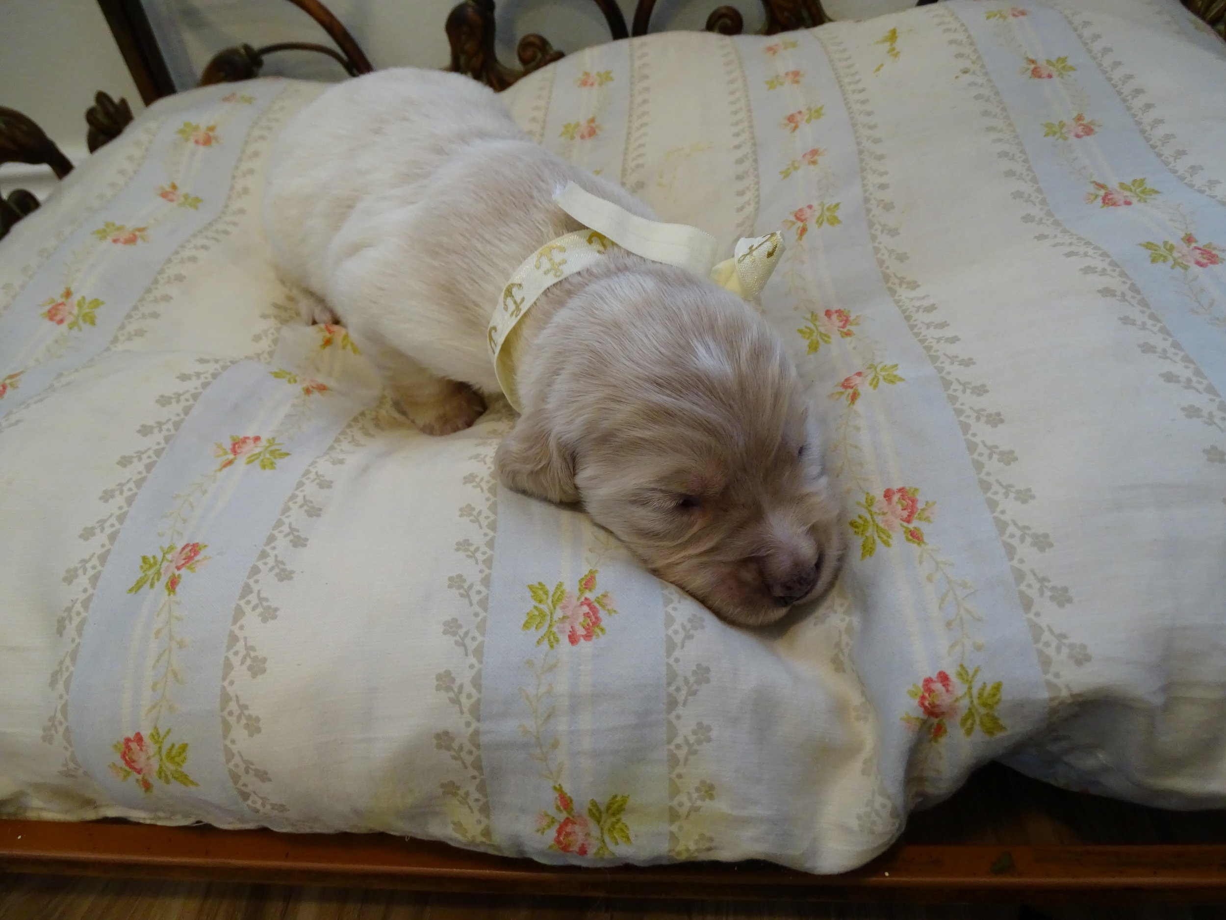 2 Weeks Old