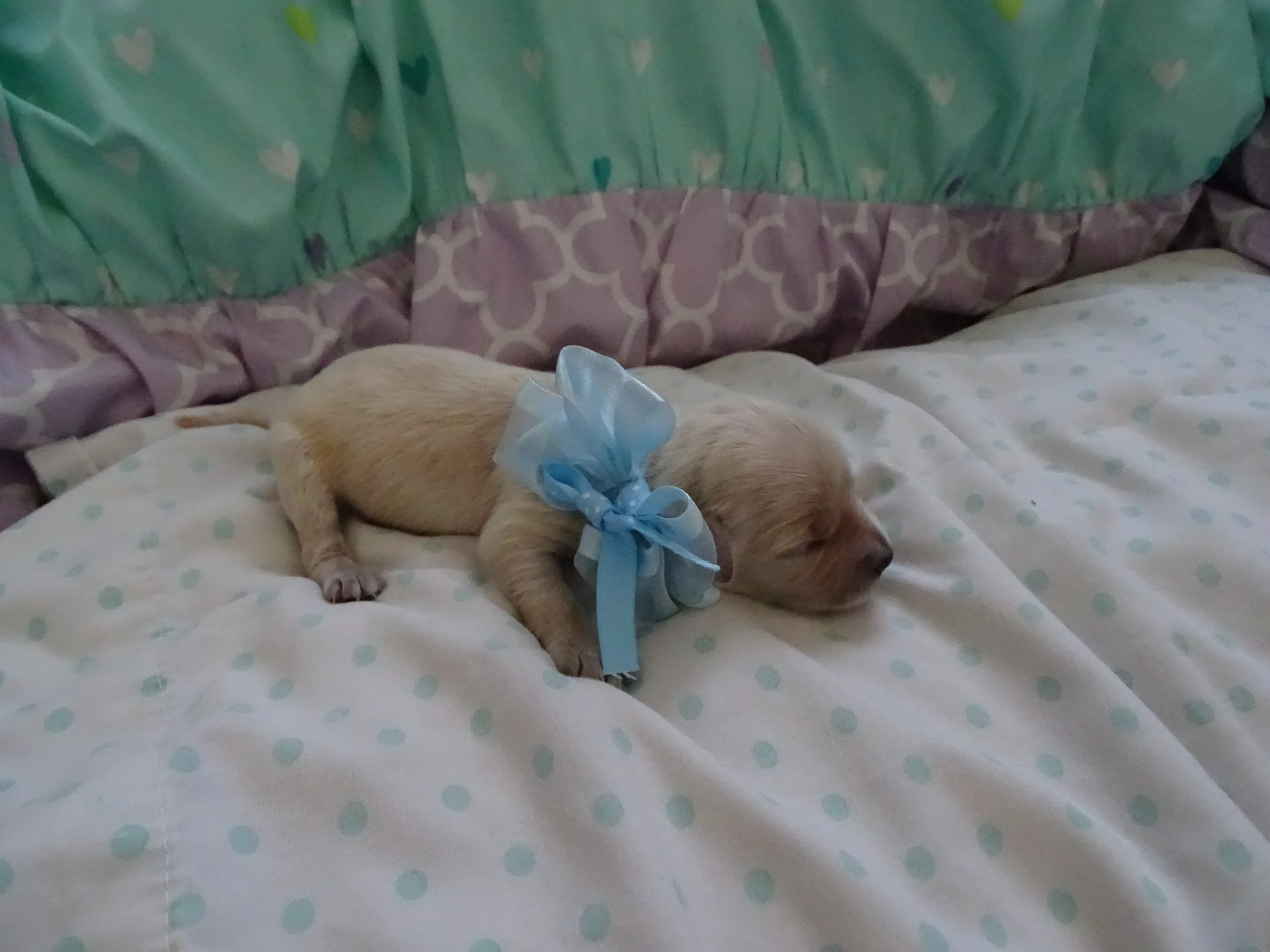 1 Week Old