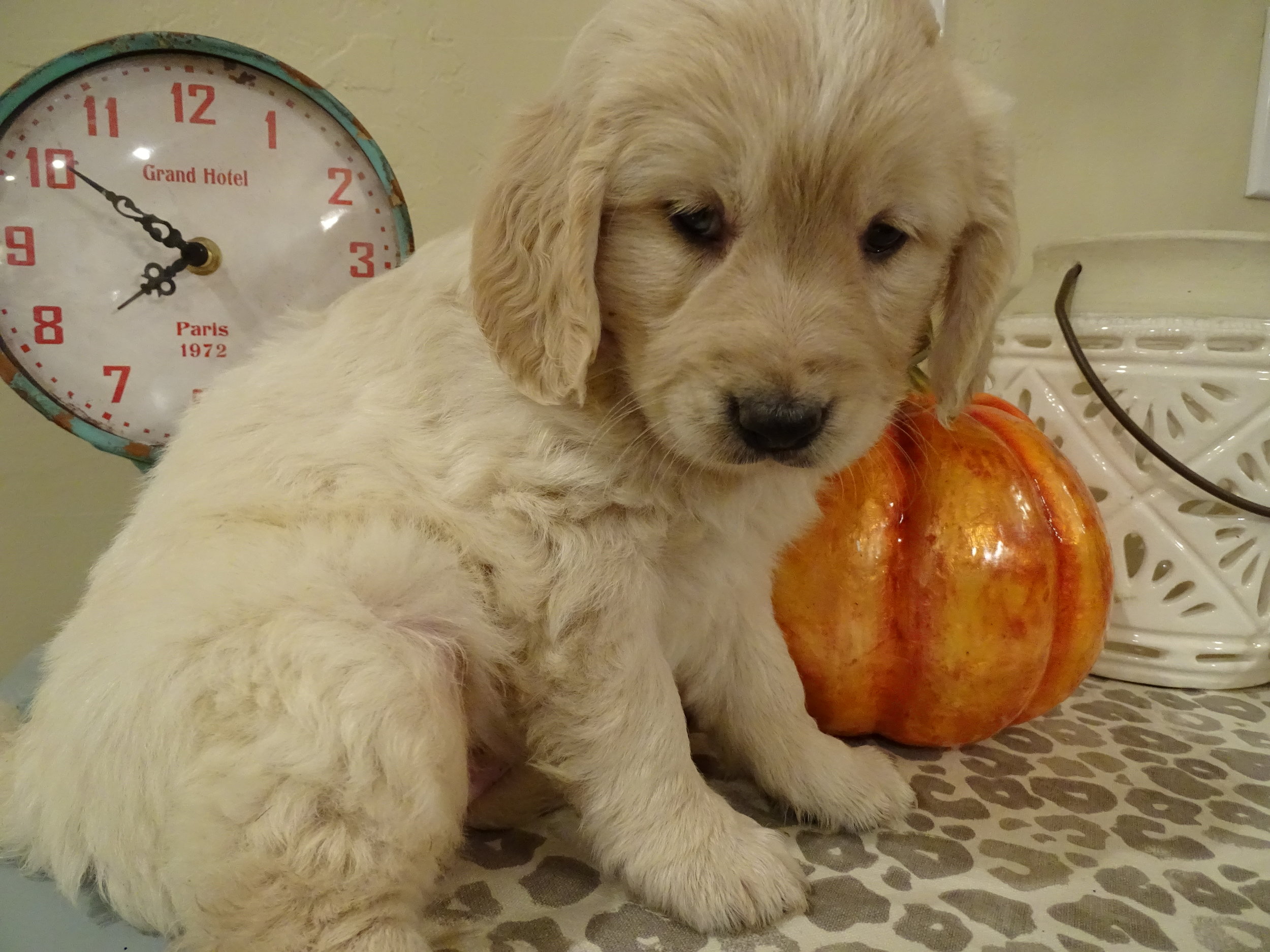 11-14-17_Elinor 6 Weeks old_4.JPG