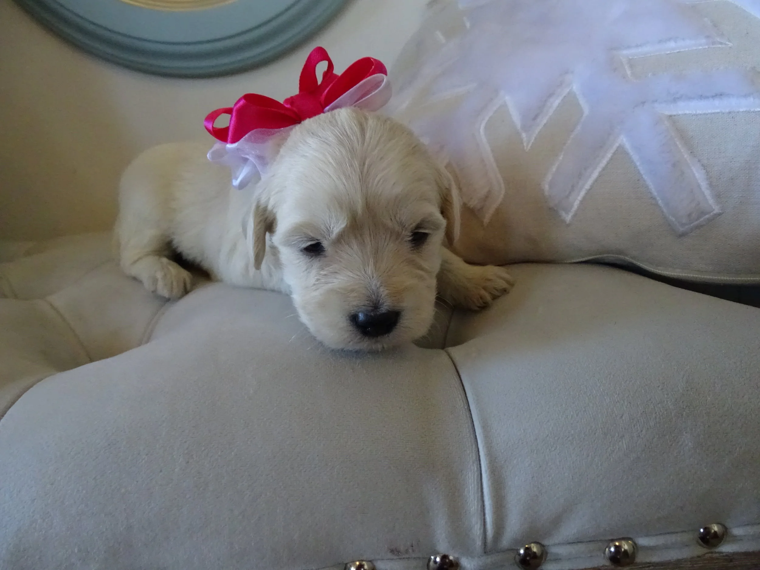 Brynlee (Nancy) Reserved