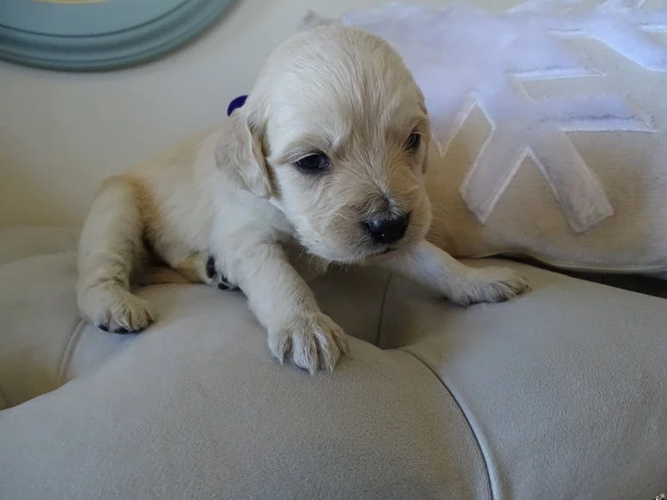 Mia (Frenchy) Reserved