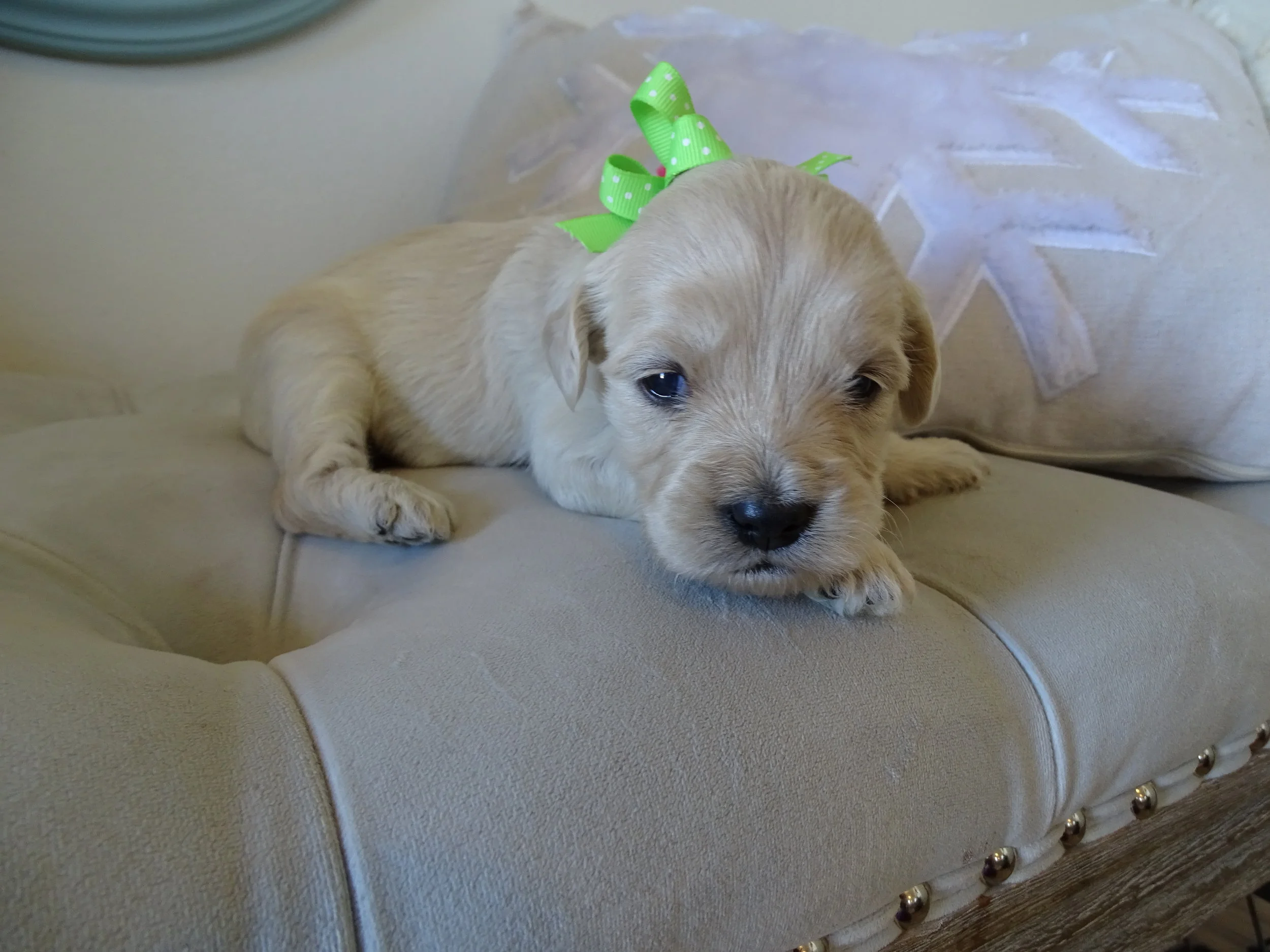 Dewey (Jewel) Reserved