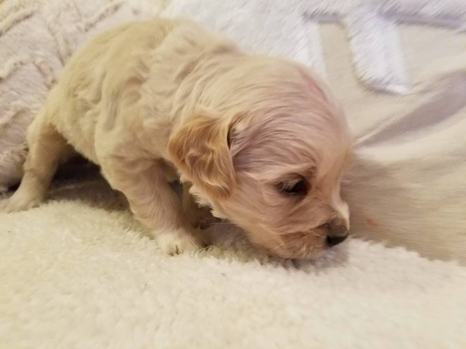 1-6-18_Truffle_4 Weeks Old 2.jpg