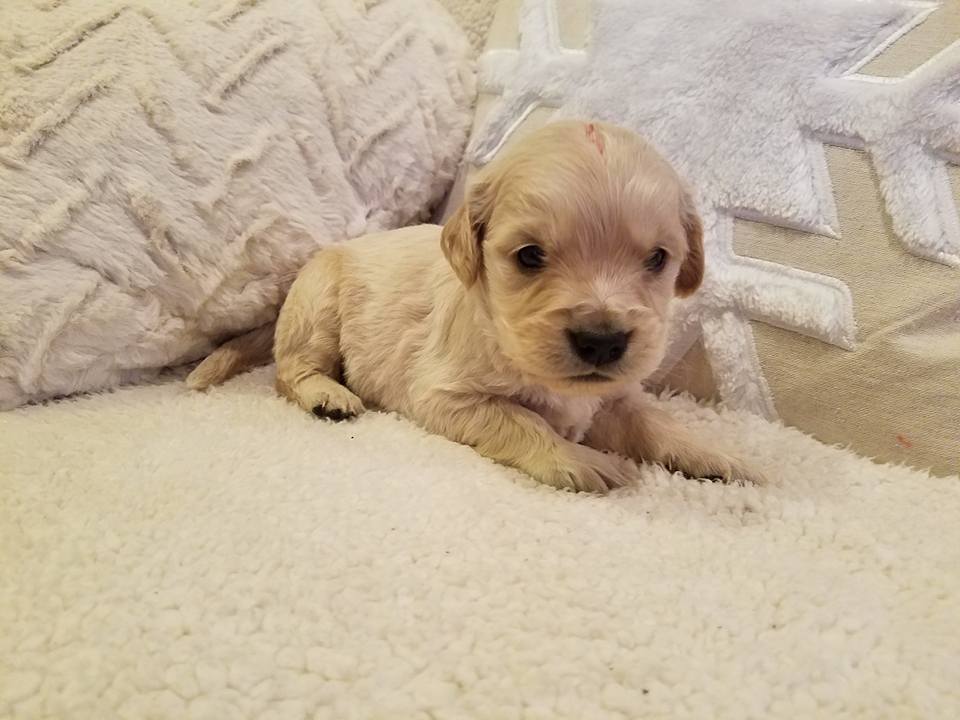 1-6-18_Truffle_4 Weeks Old 1.jpg