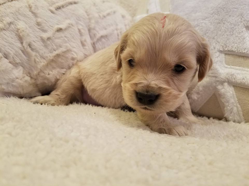 1-6-18_Truffle_4 Weeks Old 3.jpg