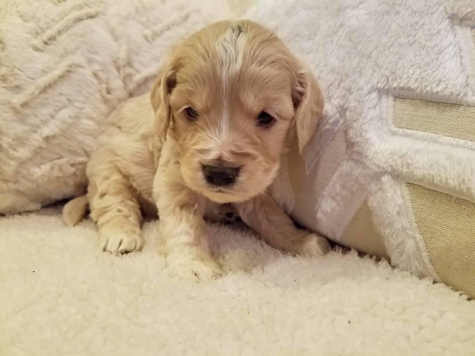 1-6-18_Polarbear Paw_4 Weeks Old 1.jpg