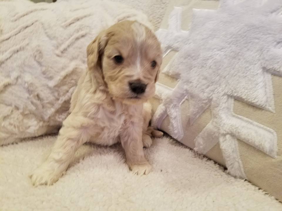 1-6-18_Polarbear Paw_4 Weeks Old 3.jpg