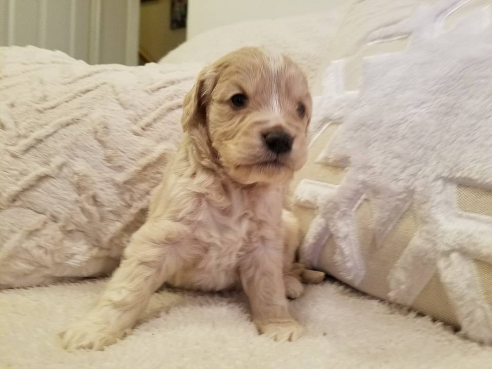 1-6-18_Polarbear Paw_4 Weeks Old 4.jpg