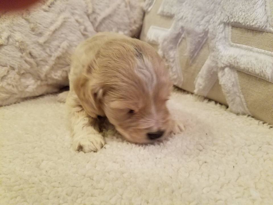 1-6-18_Polarbear Paw_4 Weeks Old 5.jpg