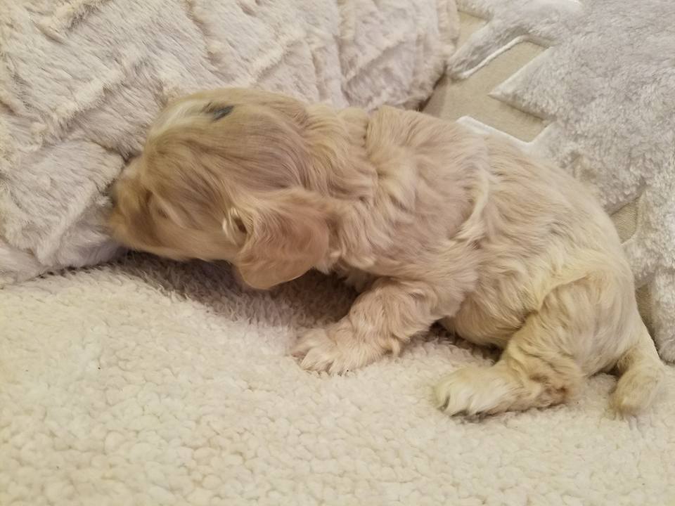 1-6-18_Polarbear Paw_4 Weeks Old 7.jpg