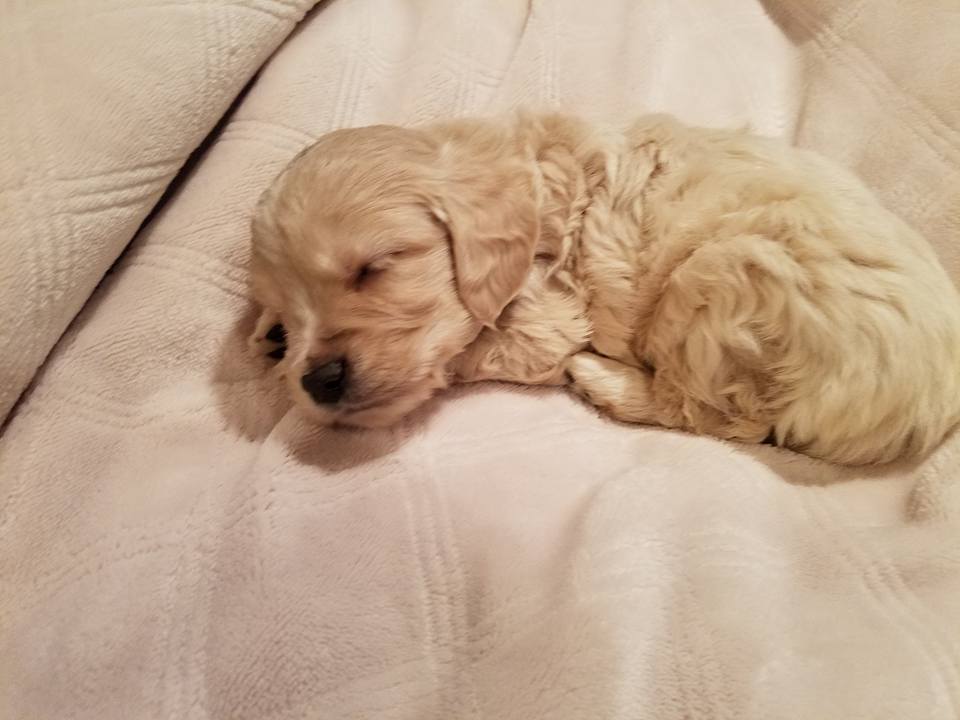 1-13-18_Polarbear Paw_5 Weeks Old 2.jpg