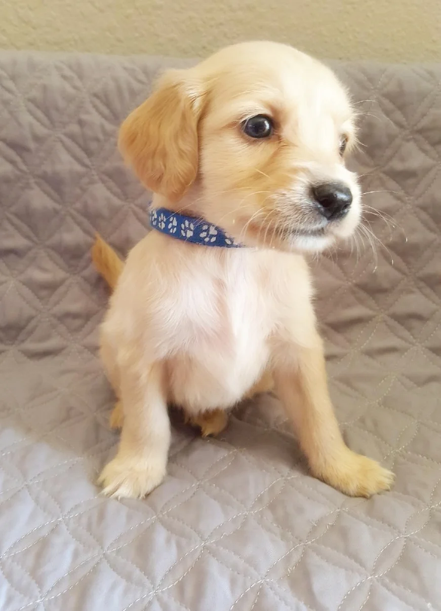 Ranger Taylormade Miniature Golden Retriever
