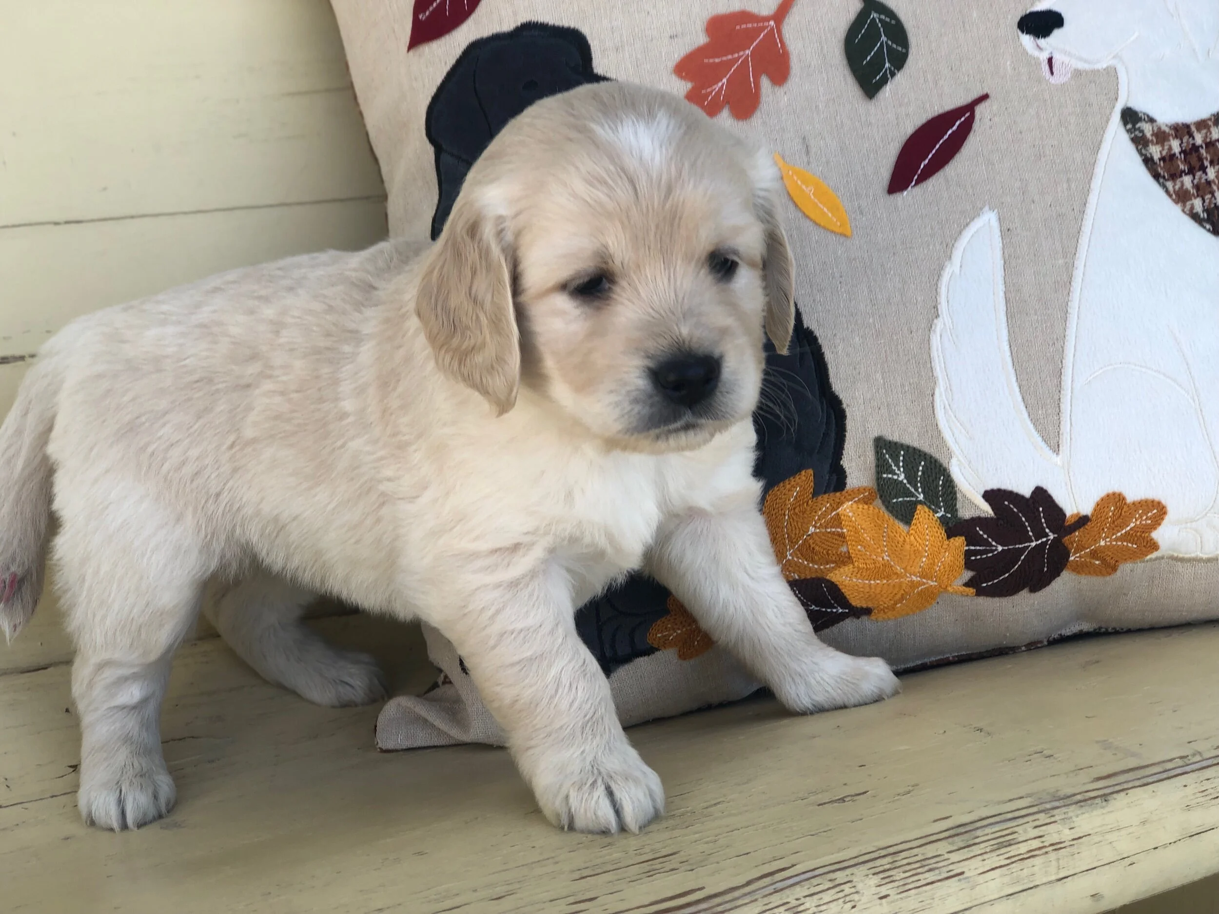 Nora is calm and gentle, and she loves everyone.