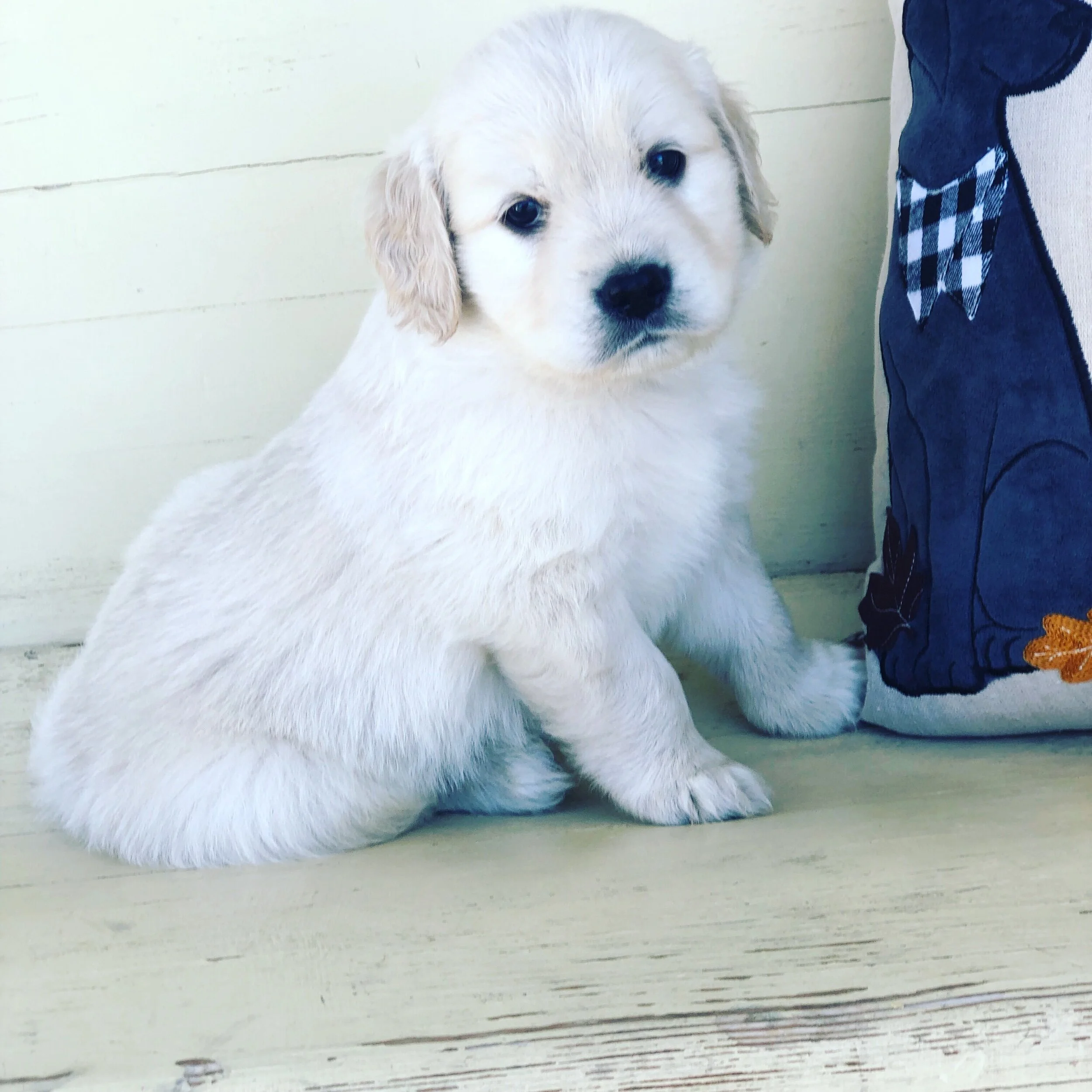 Joe is a happy, content, and relaxed little boy. He is smart and comes when called