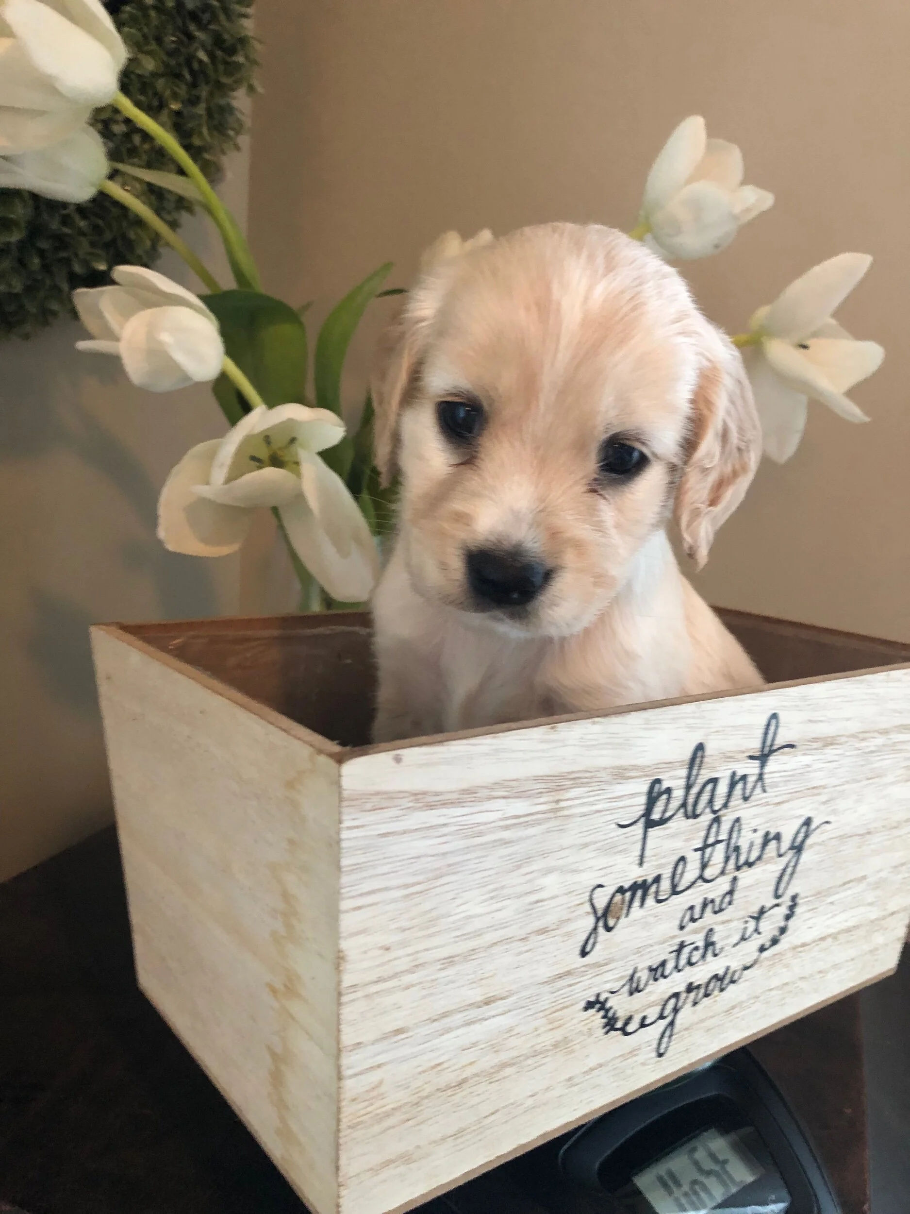 Rigby is outgoing and curious. He is so fun to watch play because he is so smart we just want to see what he thinks up next!