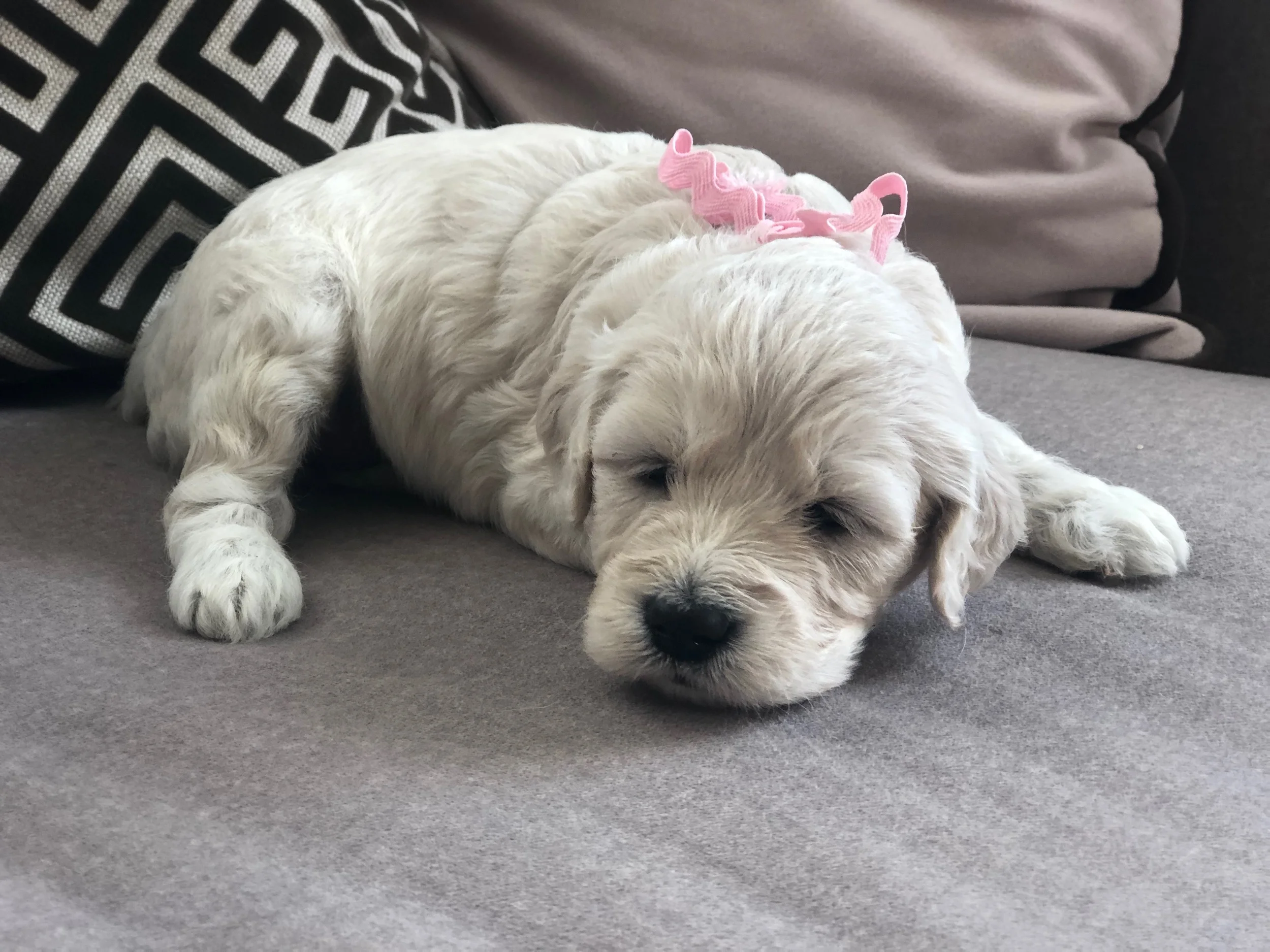This is Steph a cream colored sister with a pink bow. She has a wavy, non-shed coat like Nala. She weighs 3 lbs 10 oz.