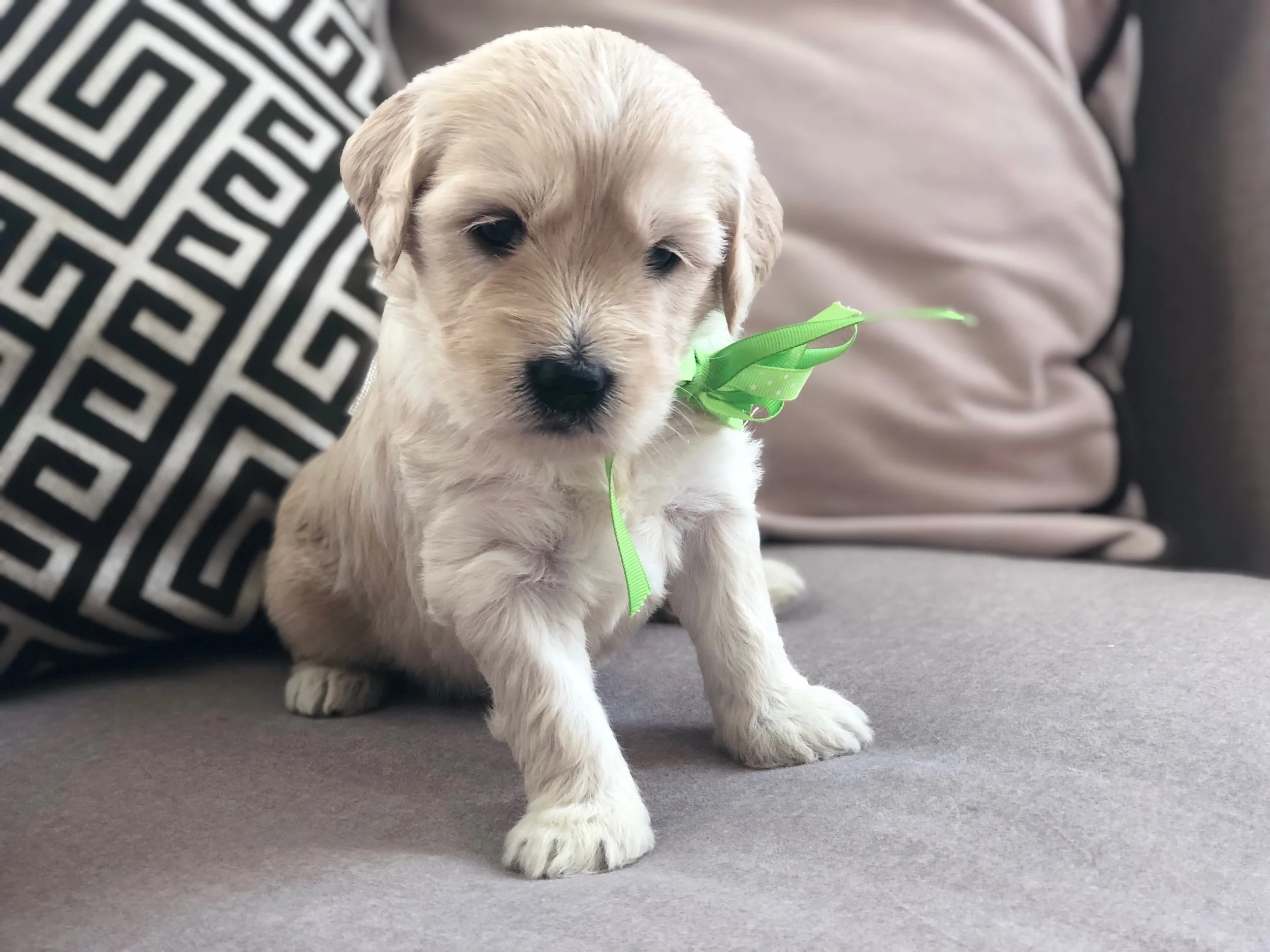 This is Kendra light gold sister with a green bow. Her coat looks straight, but is starting to look like she may have a non-shedding coat. She weighs 3 lbs 13 oz.