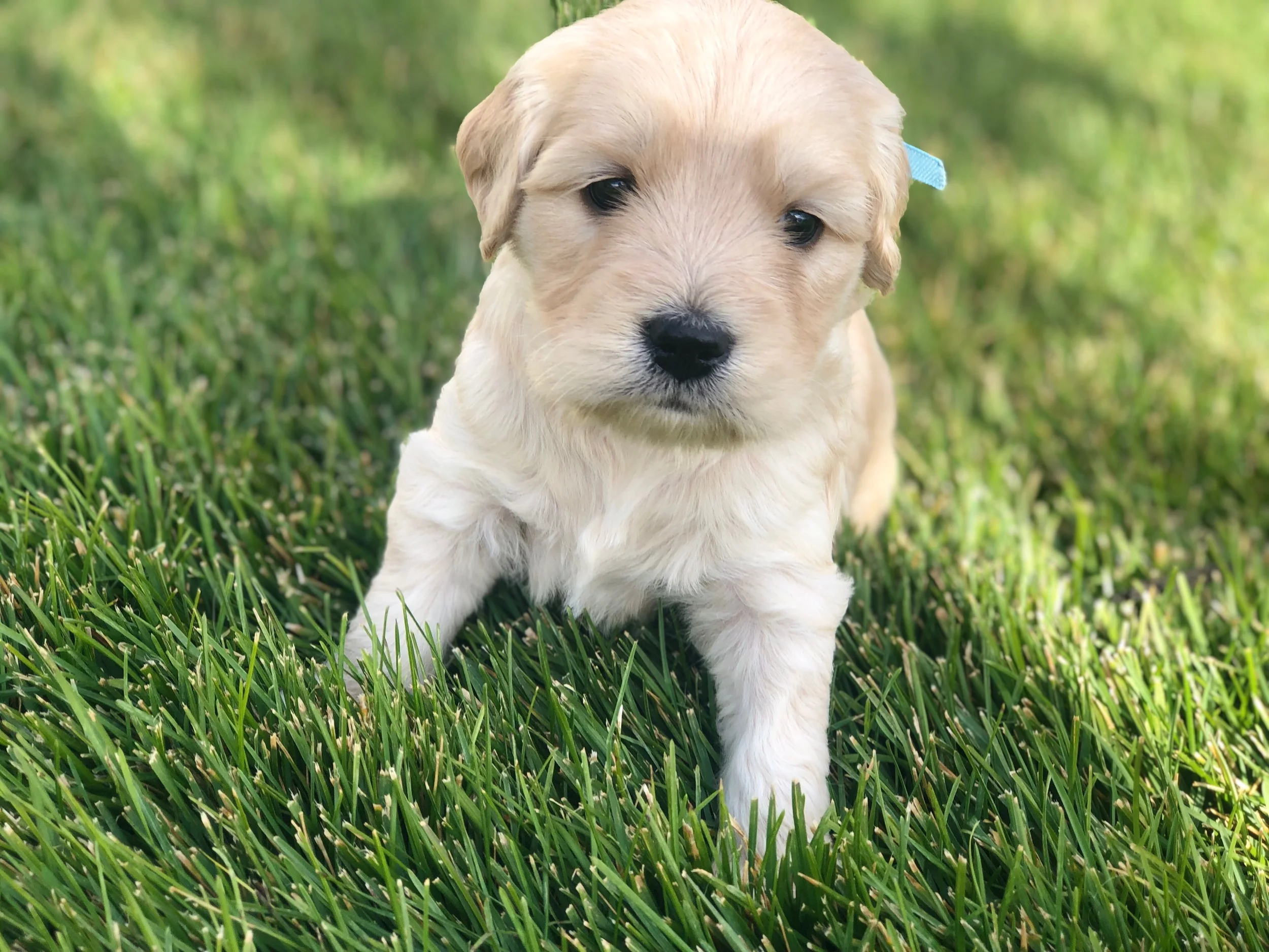 This is Lauren a light gold sister with a baby blue bow. She has a straight coat that looks like it will be non-shedding. She weighs 3 lbs 13 oz.
