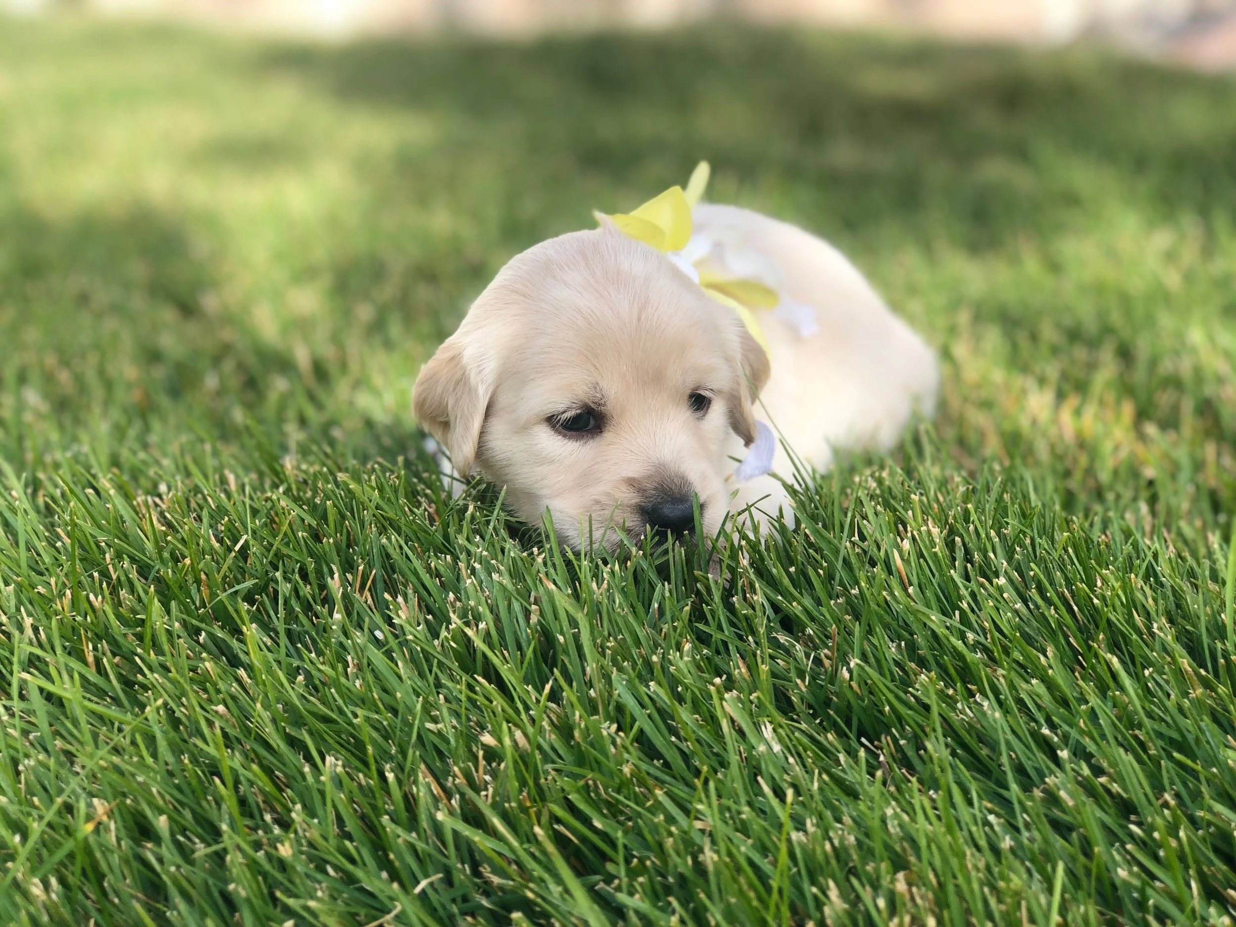 This is Elyse a Cream sister with a yellow bow. She has the classic Golden Retriever straight coat that will shed some. She weighs 3 lbs 13.9 oz.