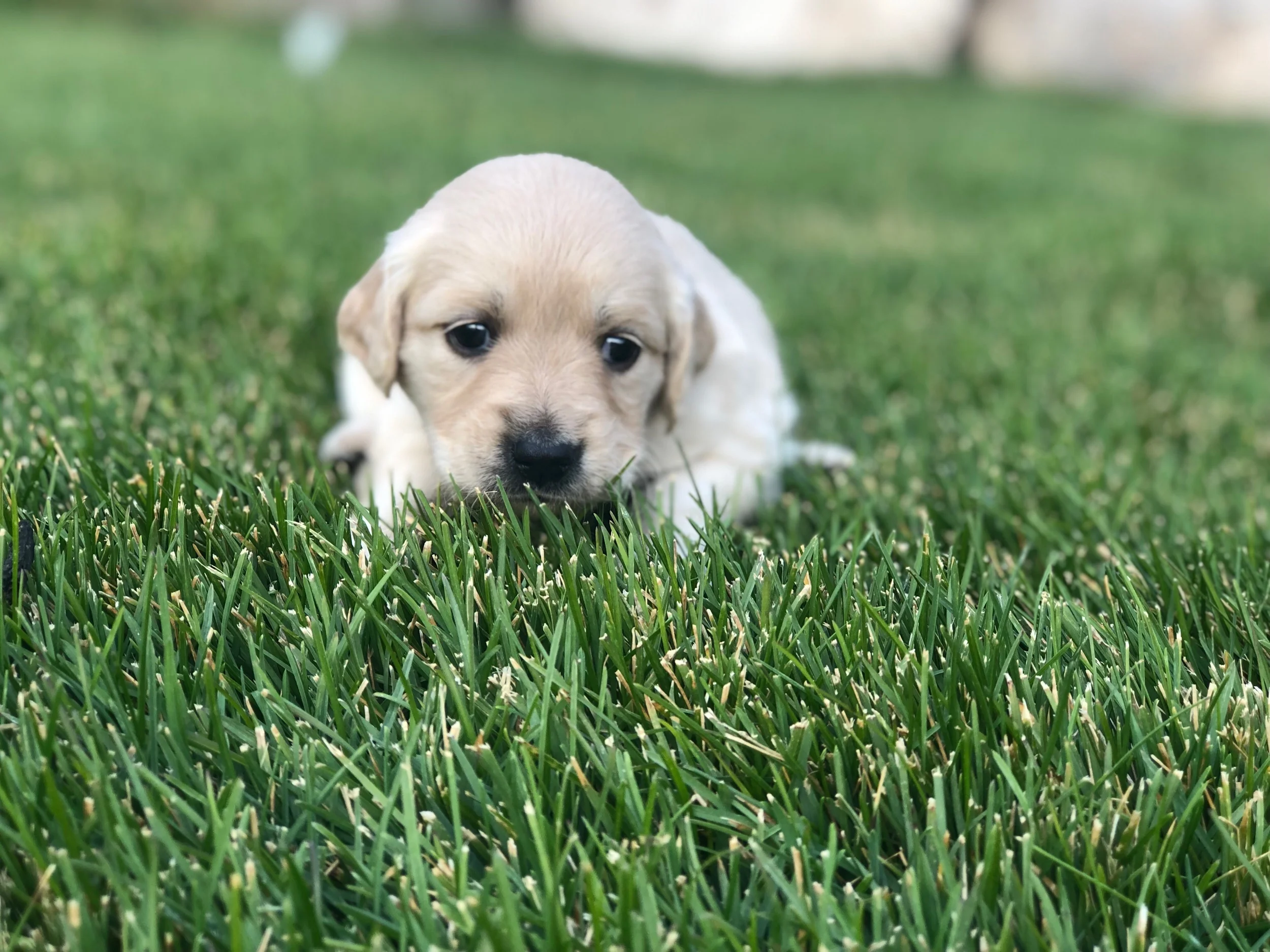 This is Kristen a light gold sister with a purple bow. She has the classic Golden retriever coat that will shed. She weighs 3 lbs 6.5 oz.