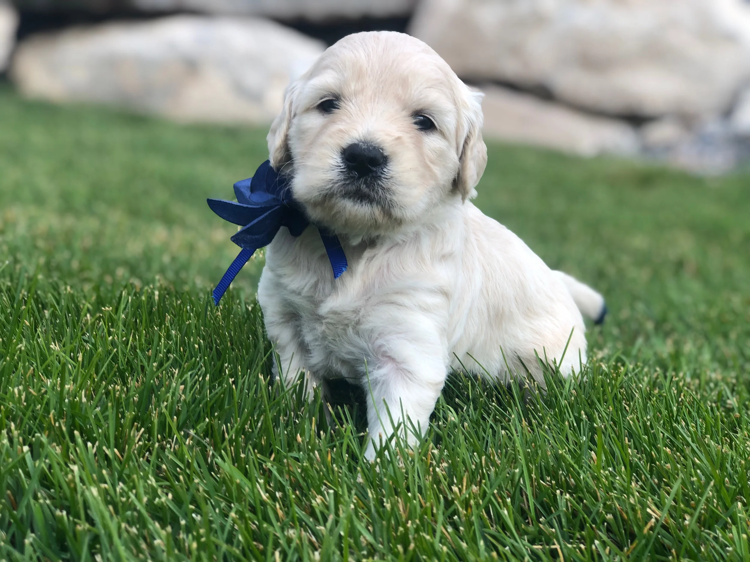 This is Camille a cream colored sister with a navy blue bow. She has a straight coat but it looks like it will be non-shedding as well. She weighs 3 lbs 12 oz.