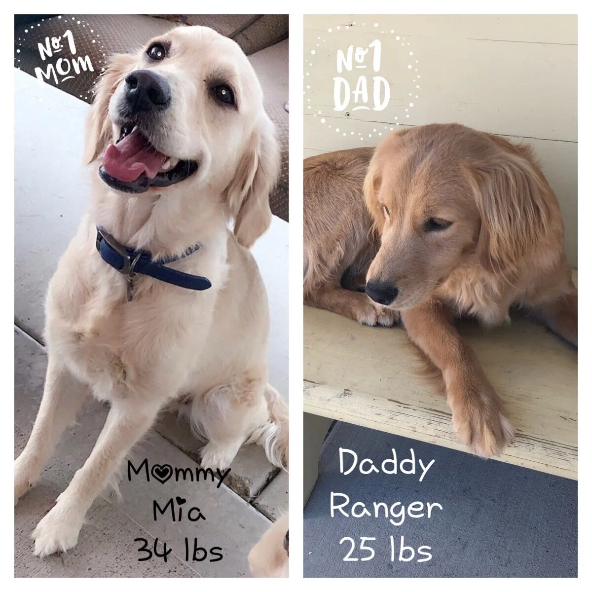 Mia and our Ranger puppies are due October 17th and ready to go home around December 11th.