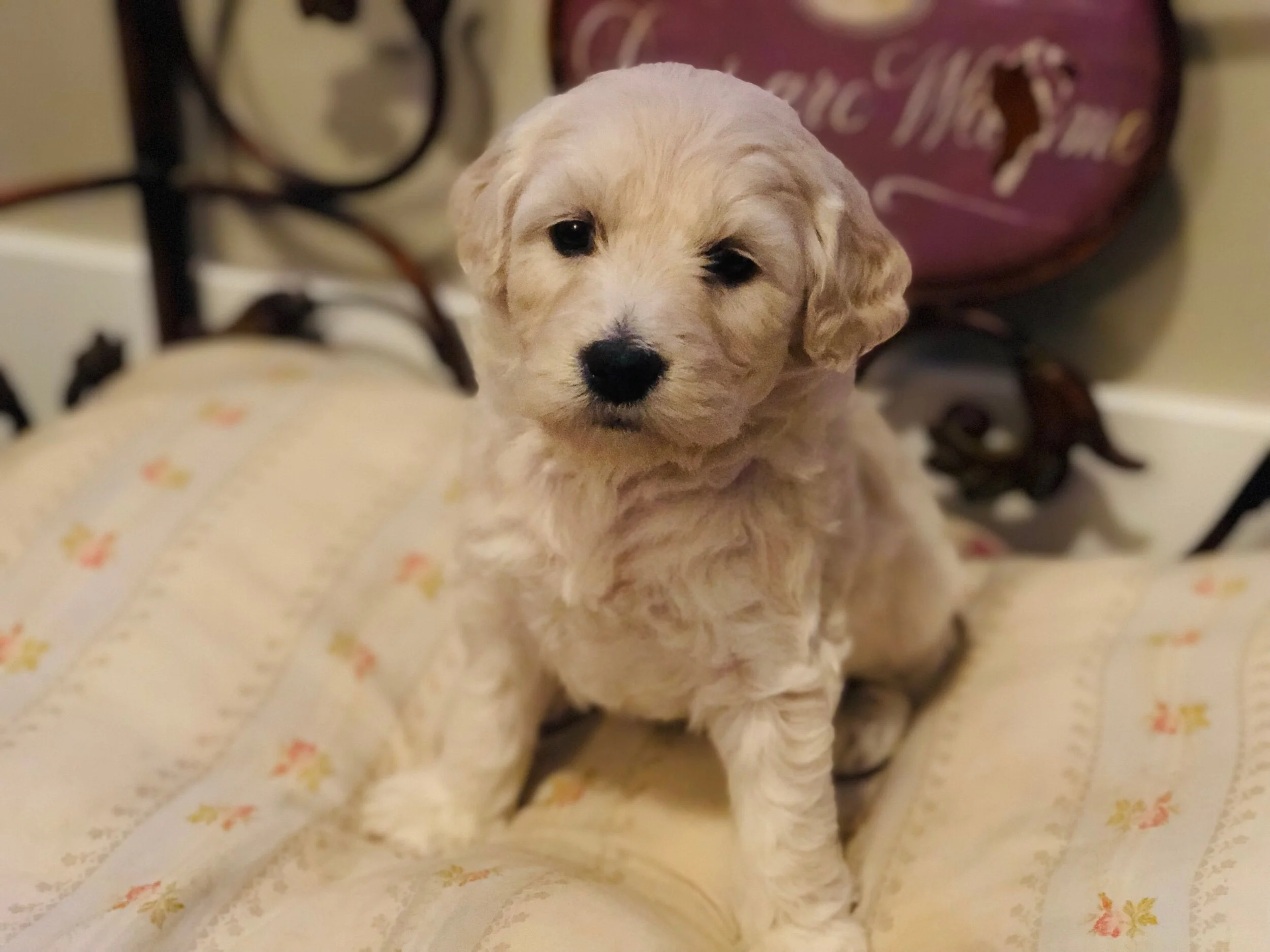 This is Steph 5-weeks-old