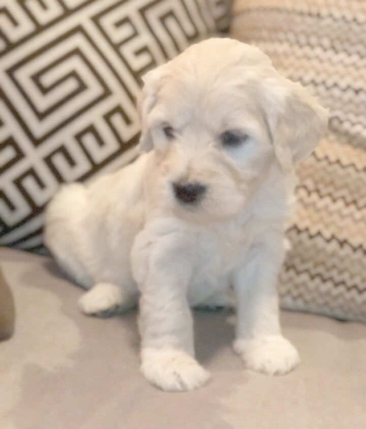 This is Camille