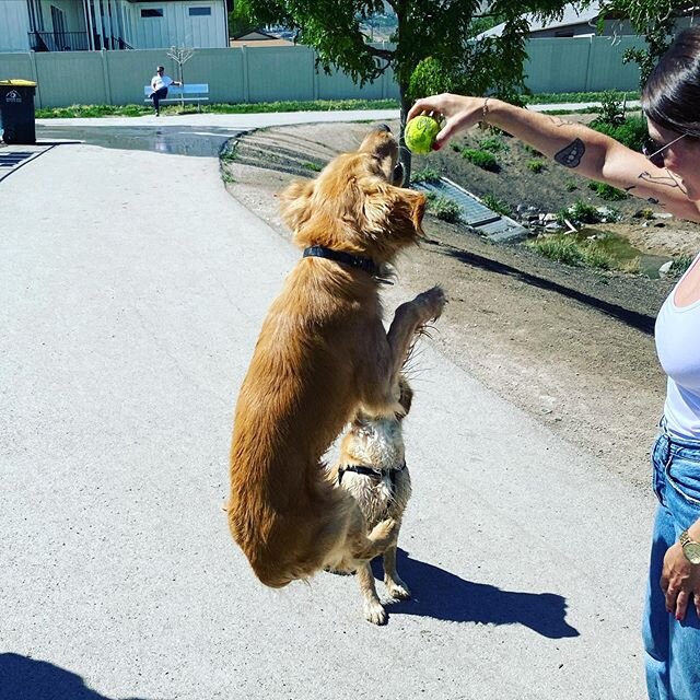 I think Ranger is on Springs! @heatherleighcullum got him showing his agility skills!