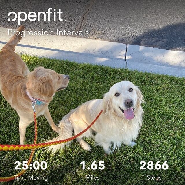 Bentley is helping me teach Peaches the ropes! Peaches did ok on her cues, we still need some more practice Bentley is doing a great job helping me show her. Great run guys 🏃&zwj;♀️#runningbuddies