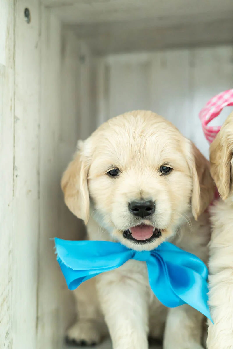 mini golden retriever