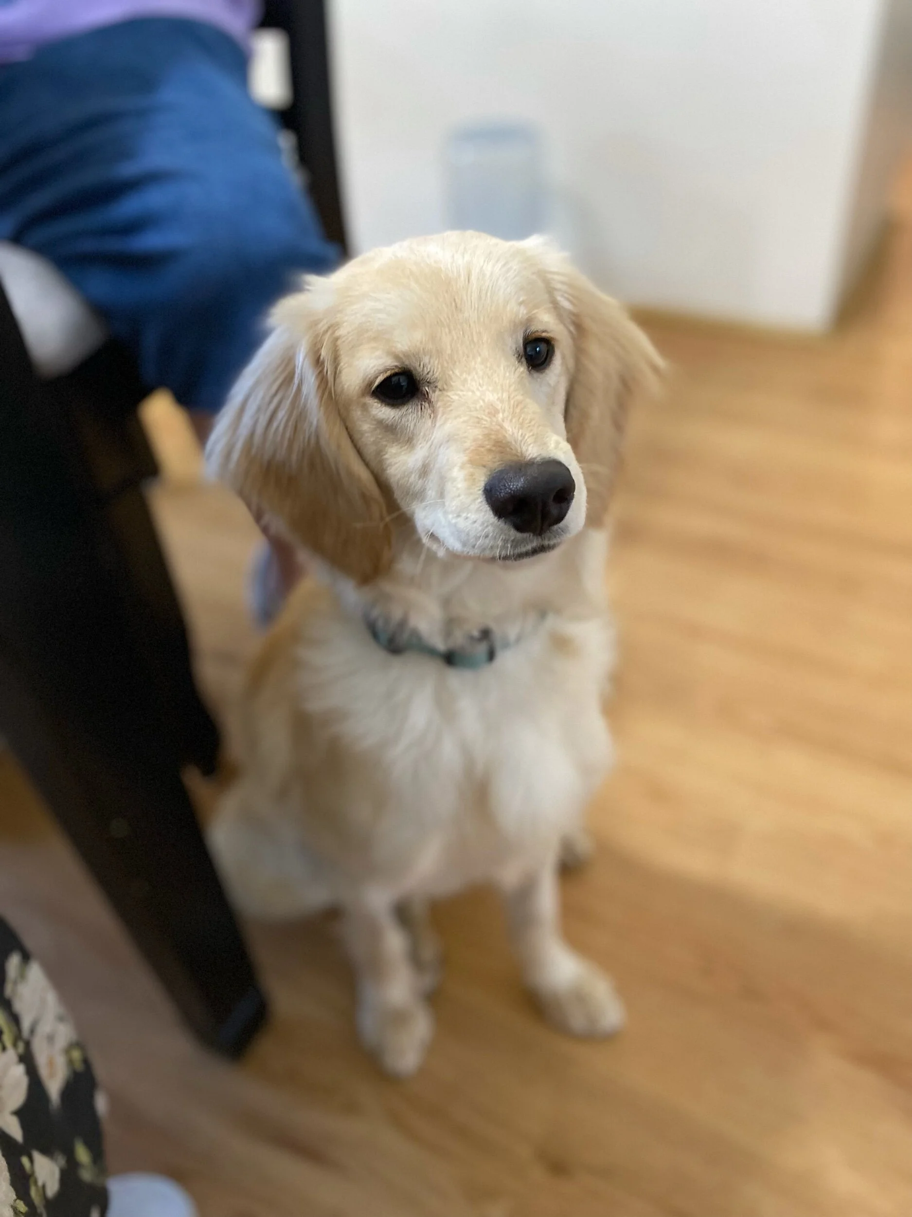 Puppy from Penny