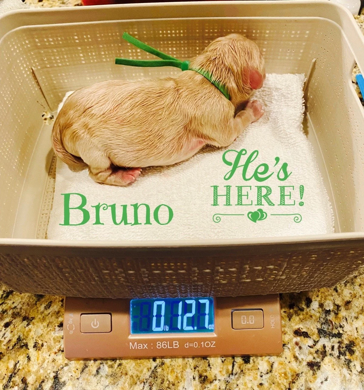 Bruno just born 