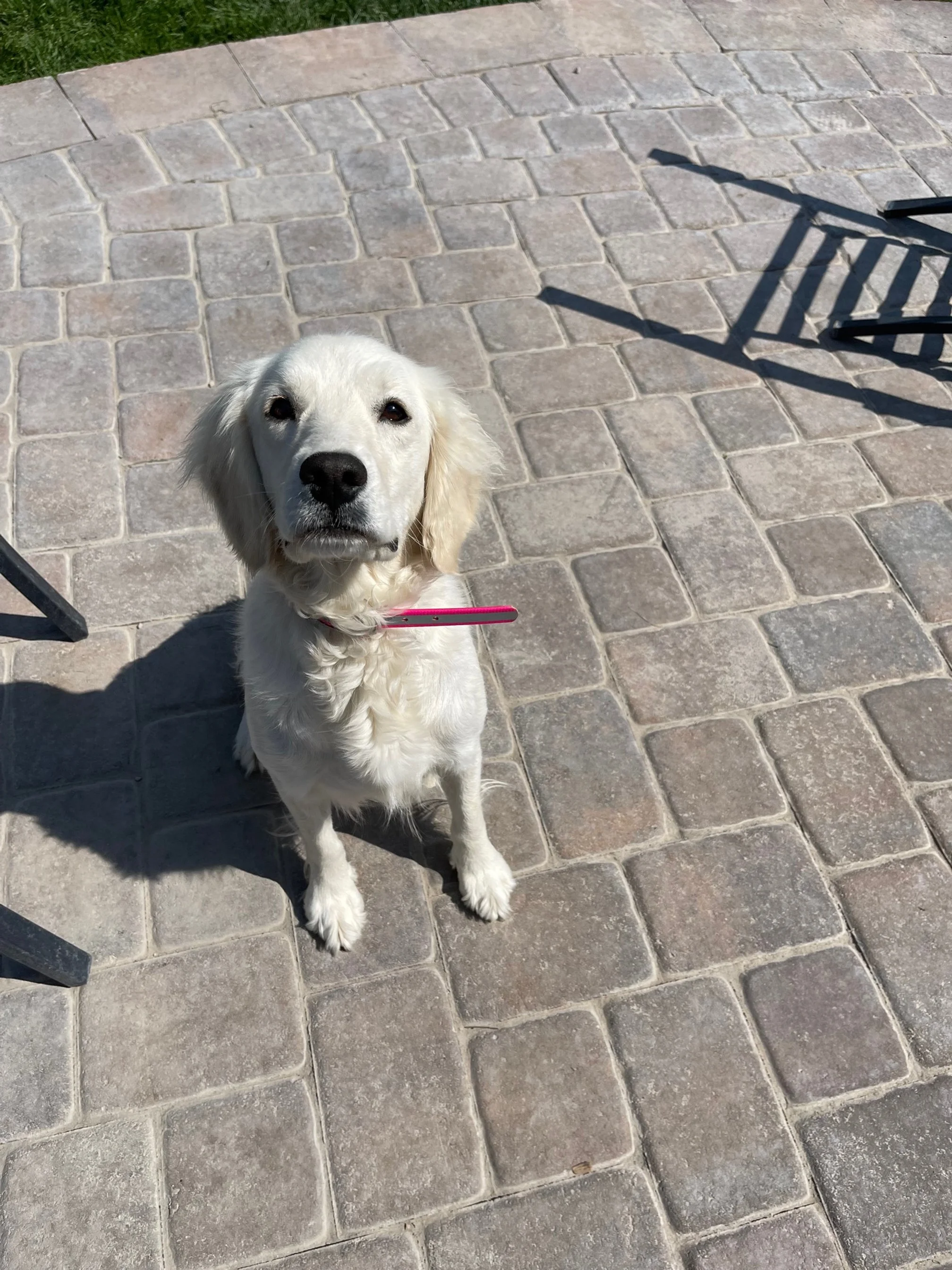 Mellie on back patio.jpg