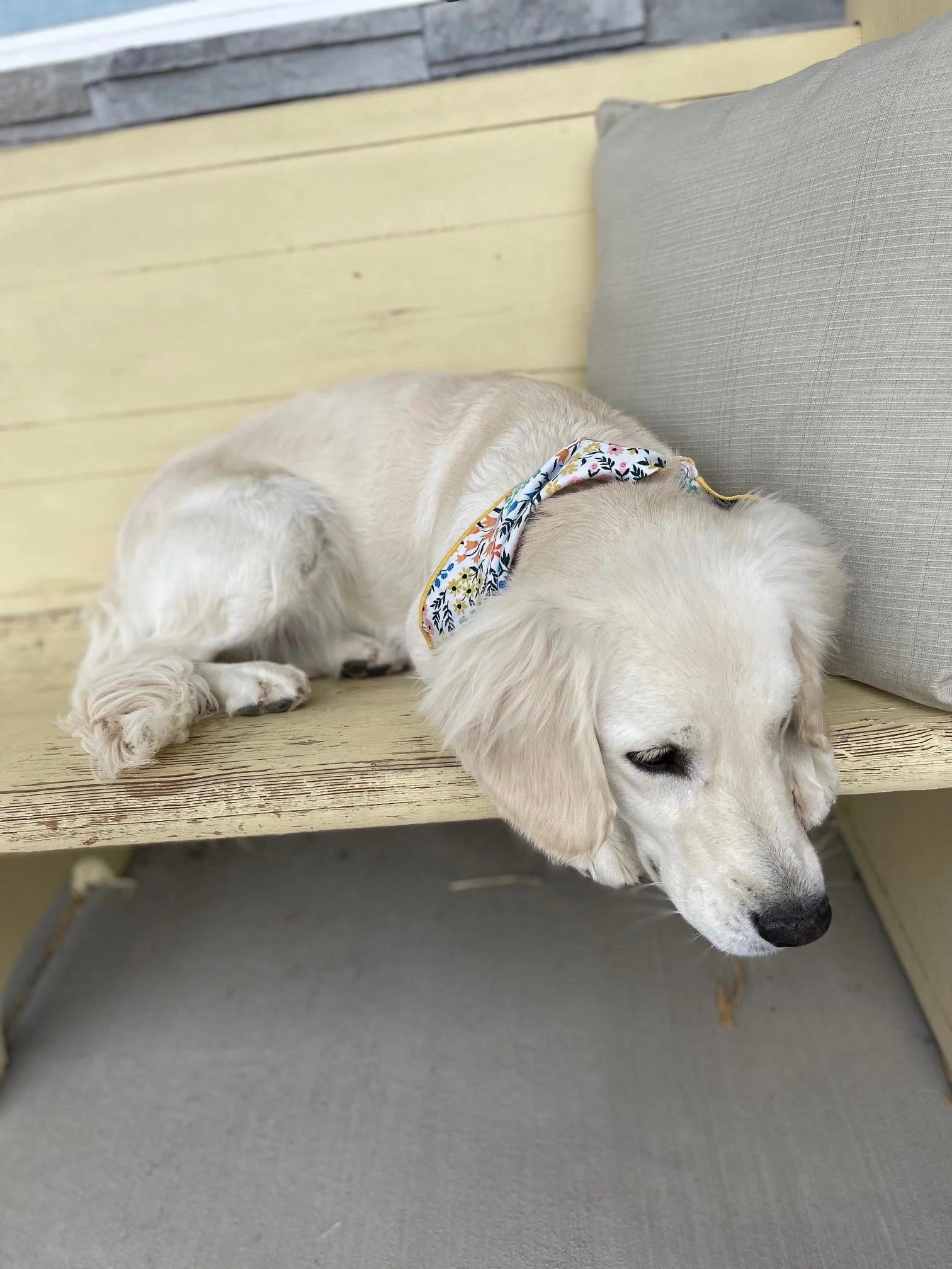 Mellie on Bench.jpg